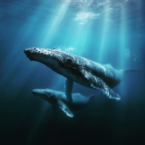 Join us to Support Whales and Ocean Restoration Owning a Science Expedition Cruise Line!